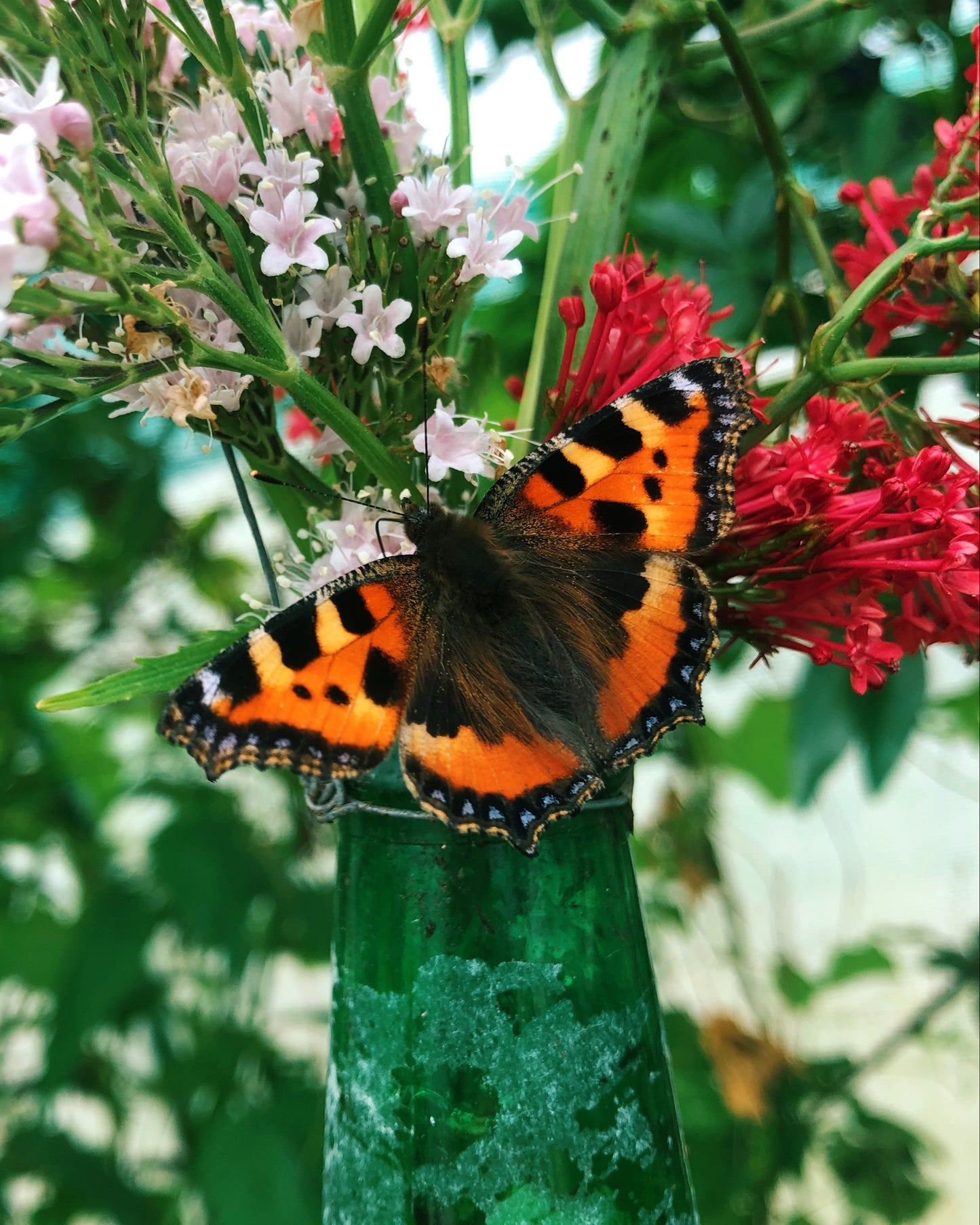 Live butterflies and moths for sale online UK. Order eggs, caterpillars, pupae, and cocoons. Watch the lifecycle unfold with insects to rear at home!