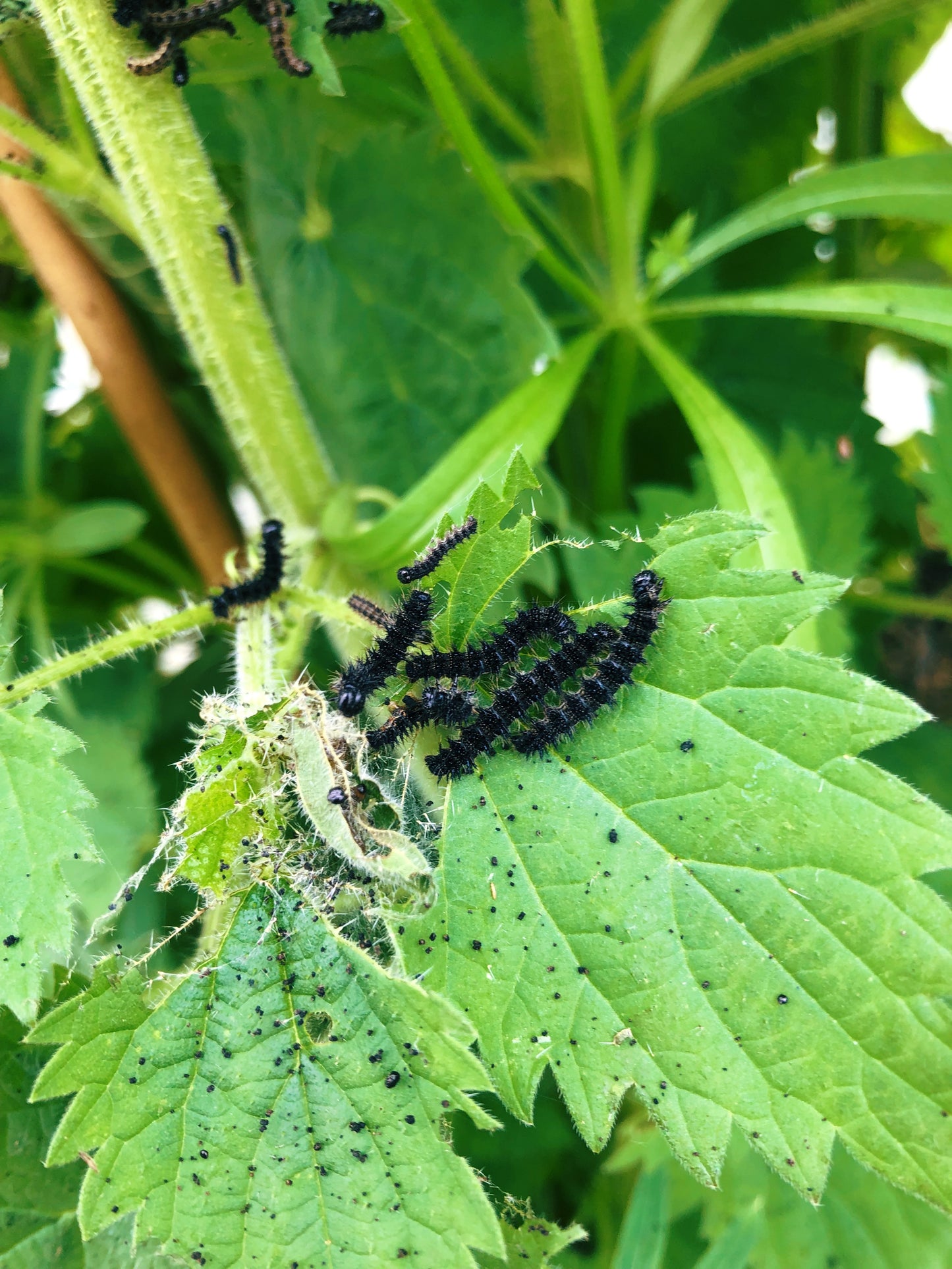 Small Tortoiseshell | Aglais urticae LARVAE