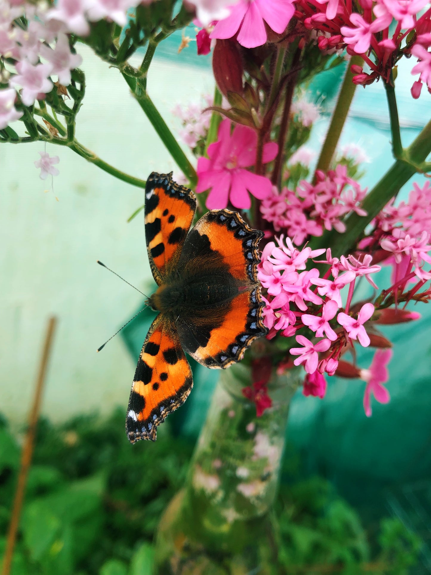 Live butterflies and moths for sale online UK. Order eggs, caterpillars, pupae, and cocoons. Watch the lifecycle unfold with insects to rear at home!