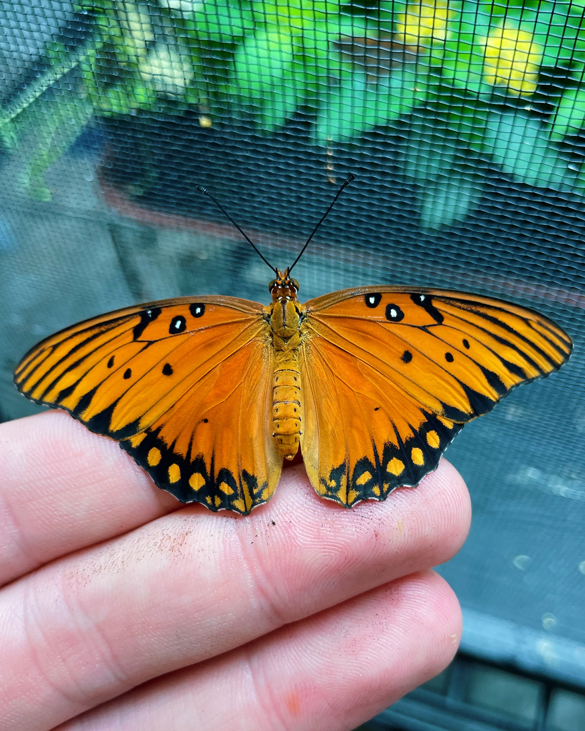 Gulf Fritillary butterfly