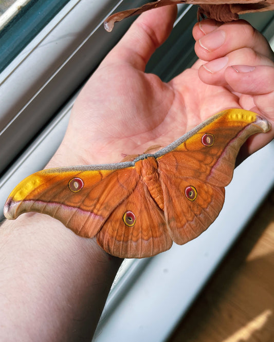 Live butterflies and moths for sale online UK. Order eggs, caterpillars, pupae, and cocoons. Watch the lifecycle unfold with insects to rear at home!