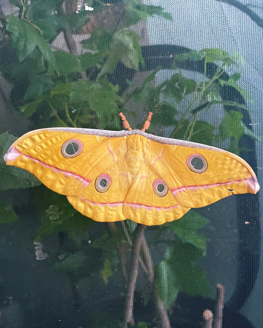 Live butterflies and moths for sale online UK. Order eggs, caterpillars, pupae, and cocoons. Watch the lifecycle unfold with insects to rear at home!