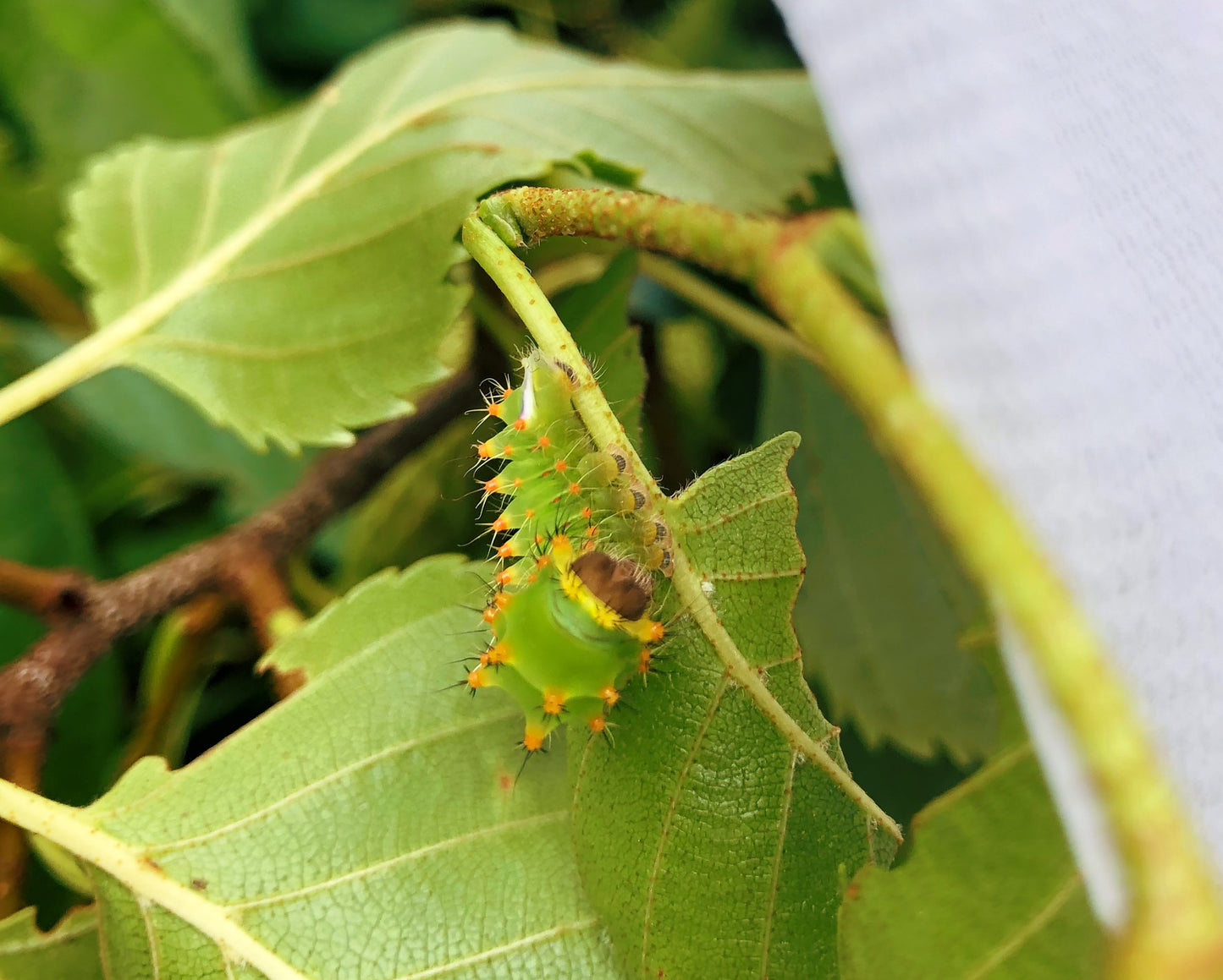 Live butterflies and moths for sale online UK. Order eggs, caterpillars, pupae, and cocoons. Watch the lifecycle unfold with insects to rear at home!