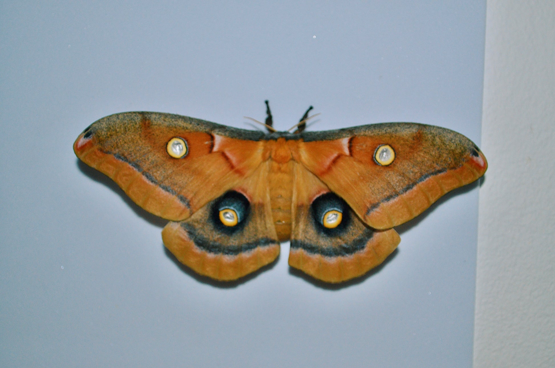 Live butterflies and moths for sale online UK. Order eggs, caterpillars, pupae, and cocoons. Watch the lifecycle unfold with insects to rear at home!