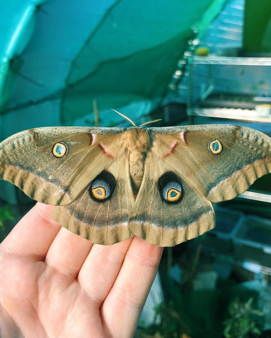 Live butterflies and moths for sale online UK. Order eggs, caterpillars, pupae, and cocoons. Watch the lifecycle unfold with insects to rear at home!