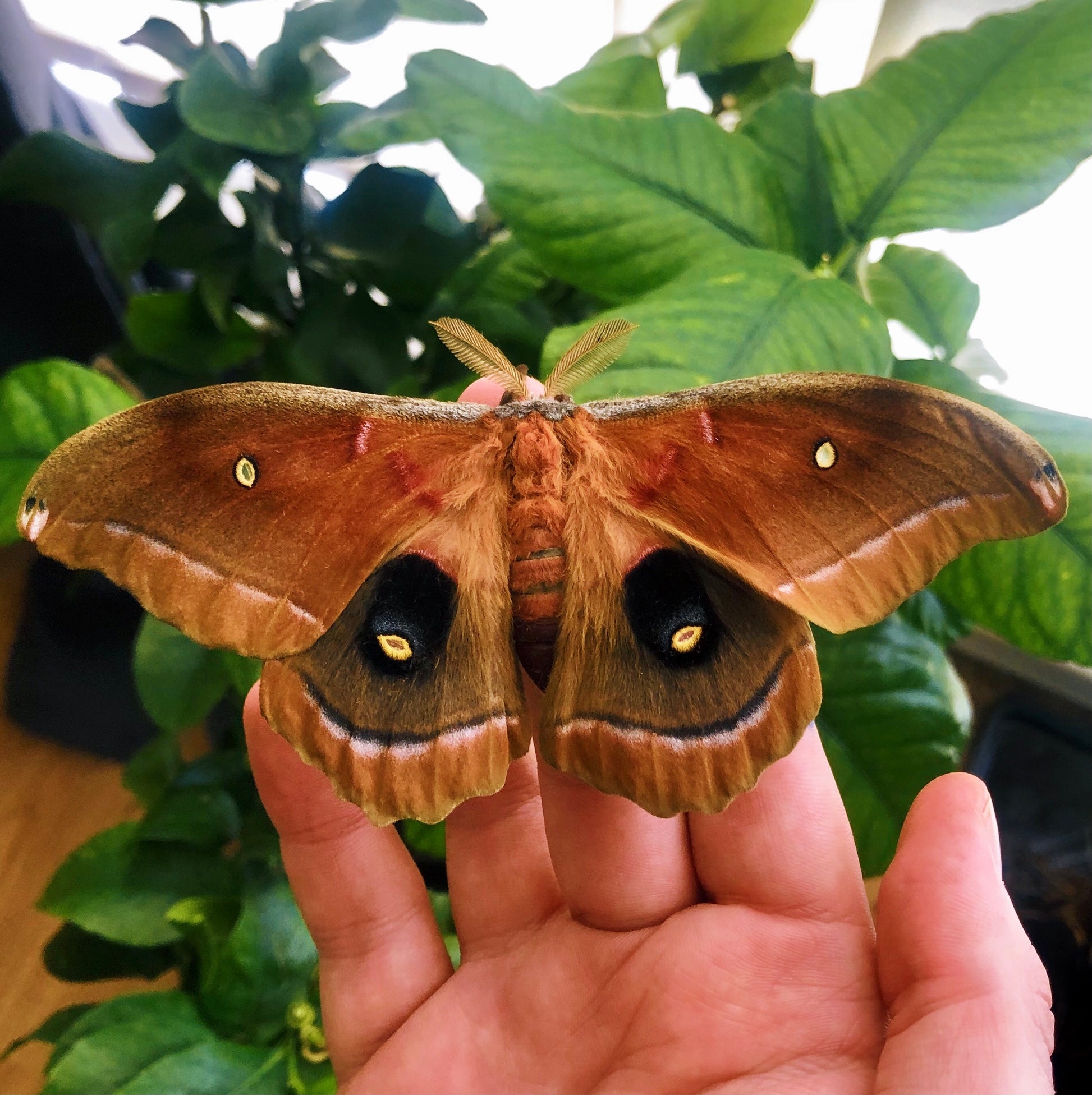 Live butterflies and moths for sale online UK. Order eggs, caterpillars, pupae, and cocoons. Watch the lifecycle unfold with insects to rear at home!