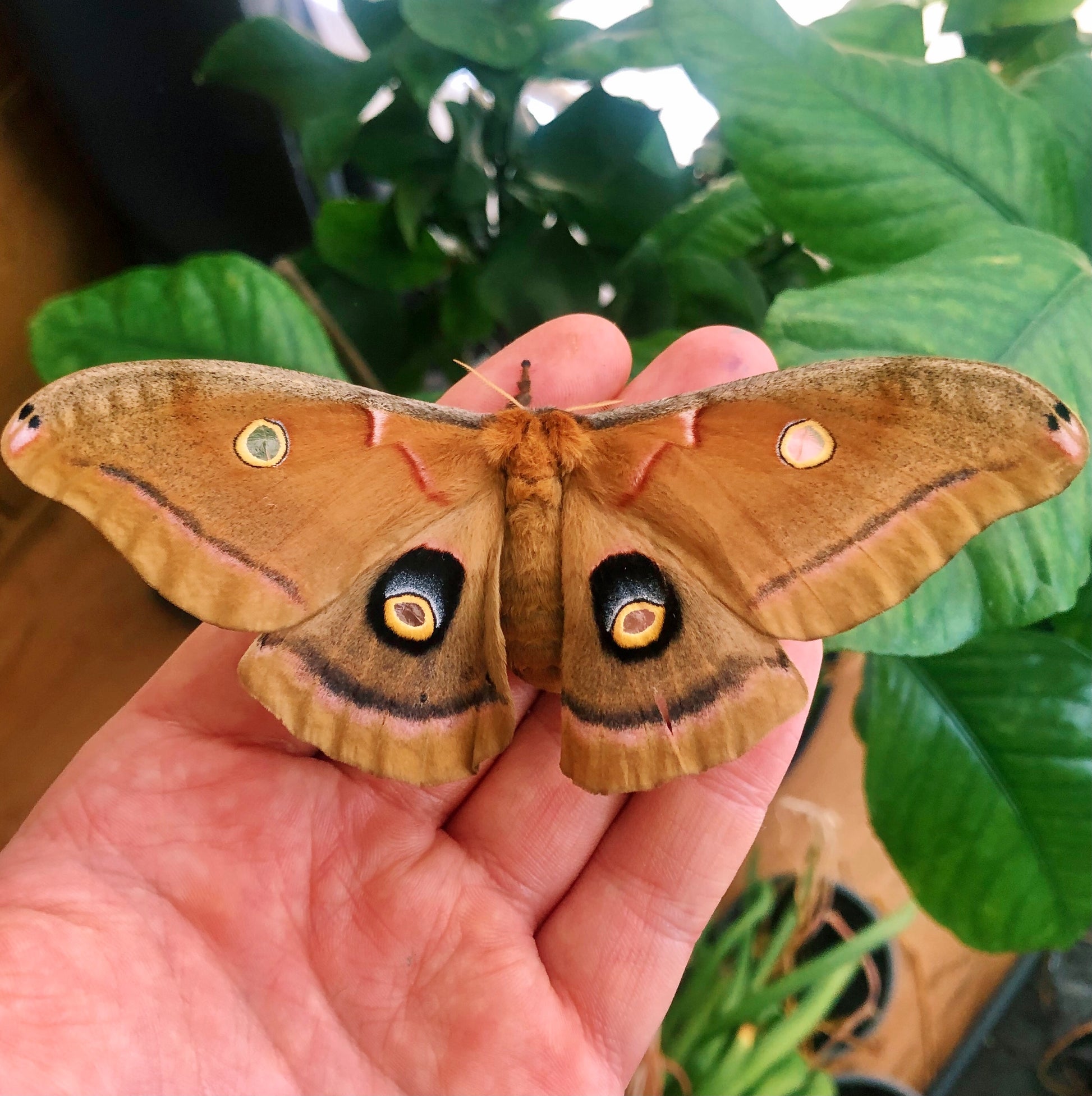 Live butterflies and moths for sale online UK. Order eggs, caterpillars, pupae, and cocoons. Watch the lifecycle unfold with insects to rear at home!