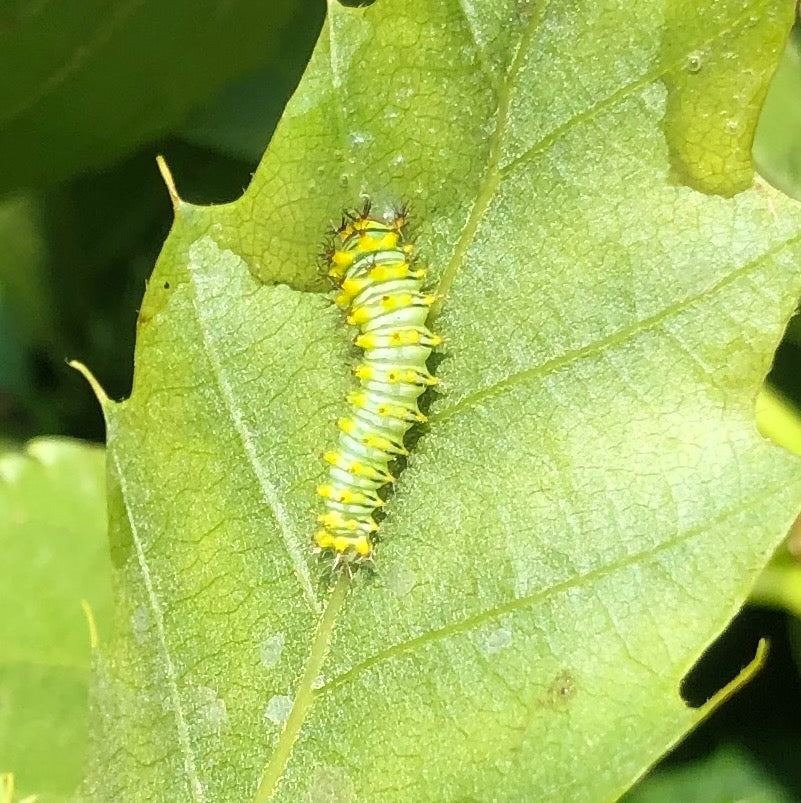 Live butterflies and moths for sale online UK. Order eggs, caterpillars, pupae, and cocoons. Watch the lifecycle unfold with insects to rear at home!