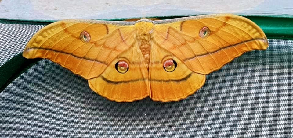 Live butterflies and moths for sale online UK. Order eggs, caterpillars, pupae, and cocoons. Watch the lifecycle unfold with insects to rear at home!