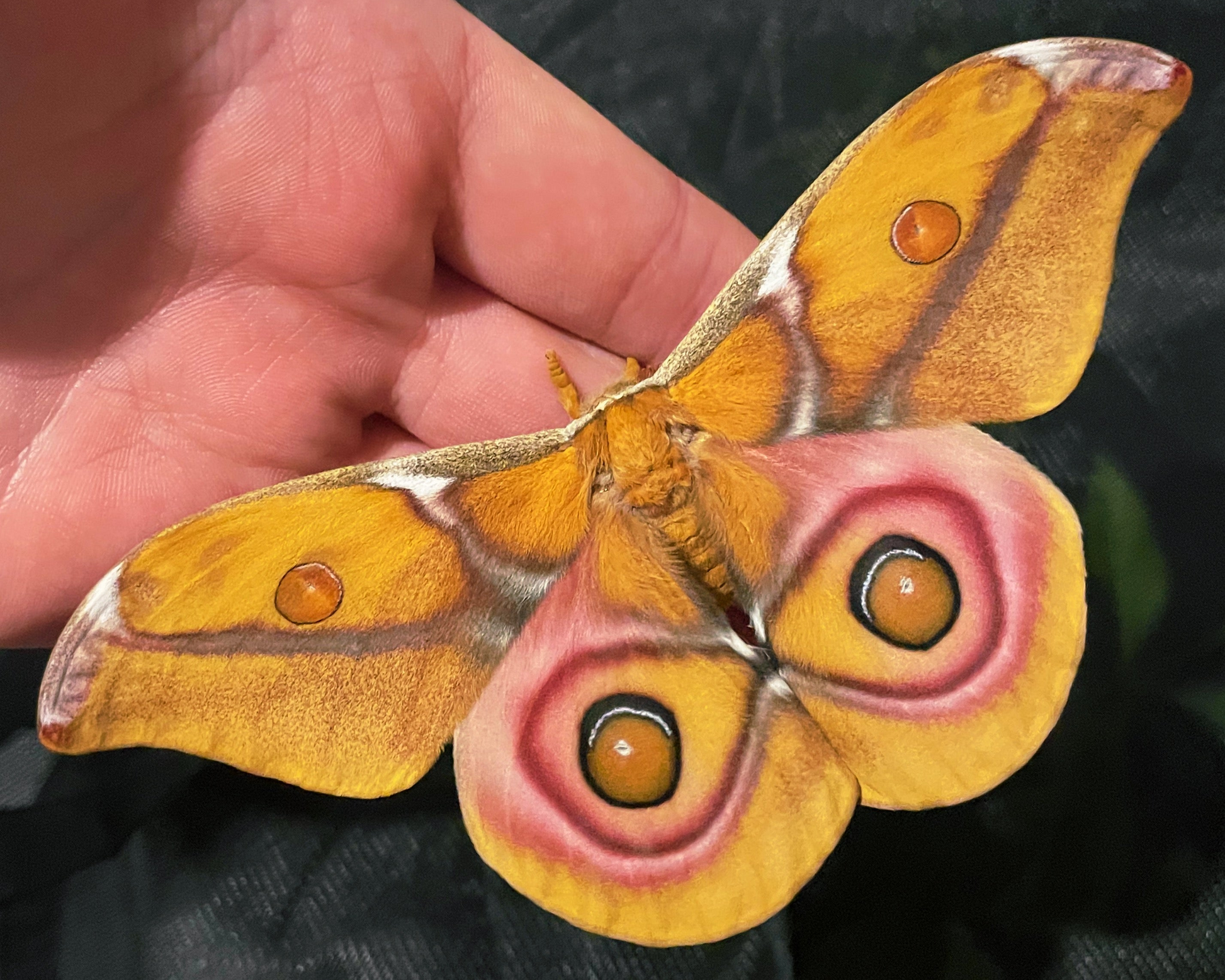 Madagascan Bullseye Moth