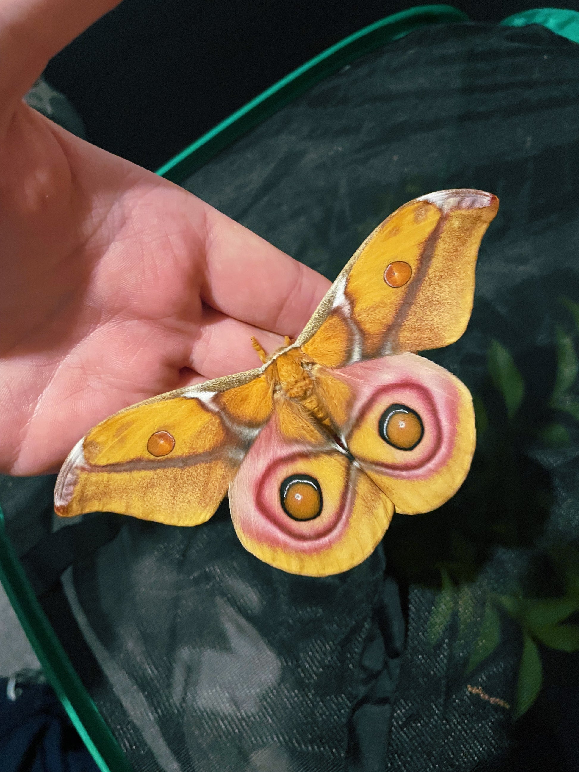 Madagascan Bullseye Moth