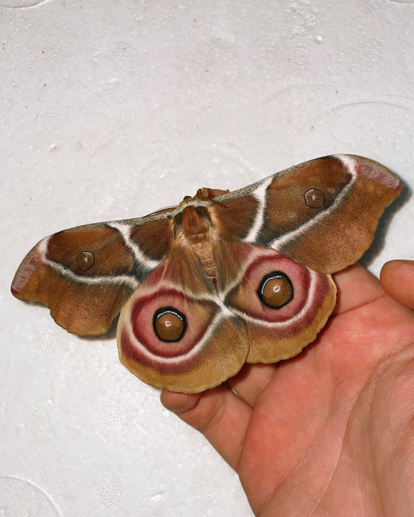 Madagascan Bullseye Moth