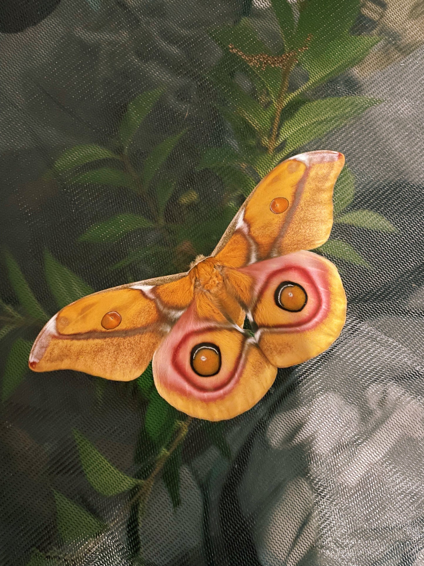 Madagascan Bullseye Moth