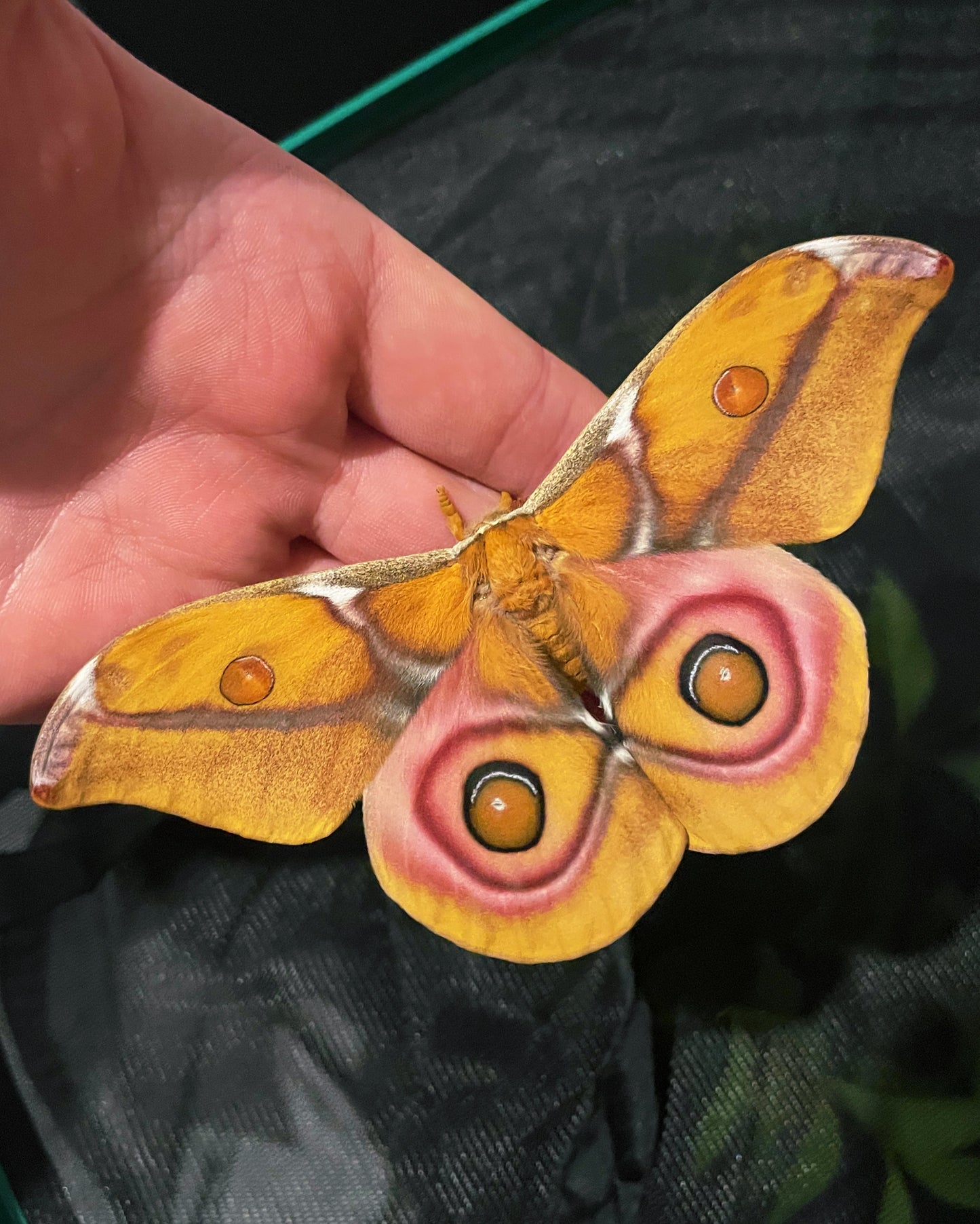 Madagascan Bullseye Moth