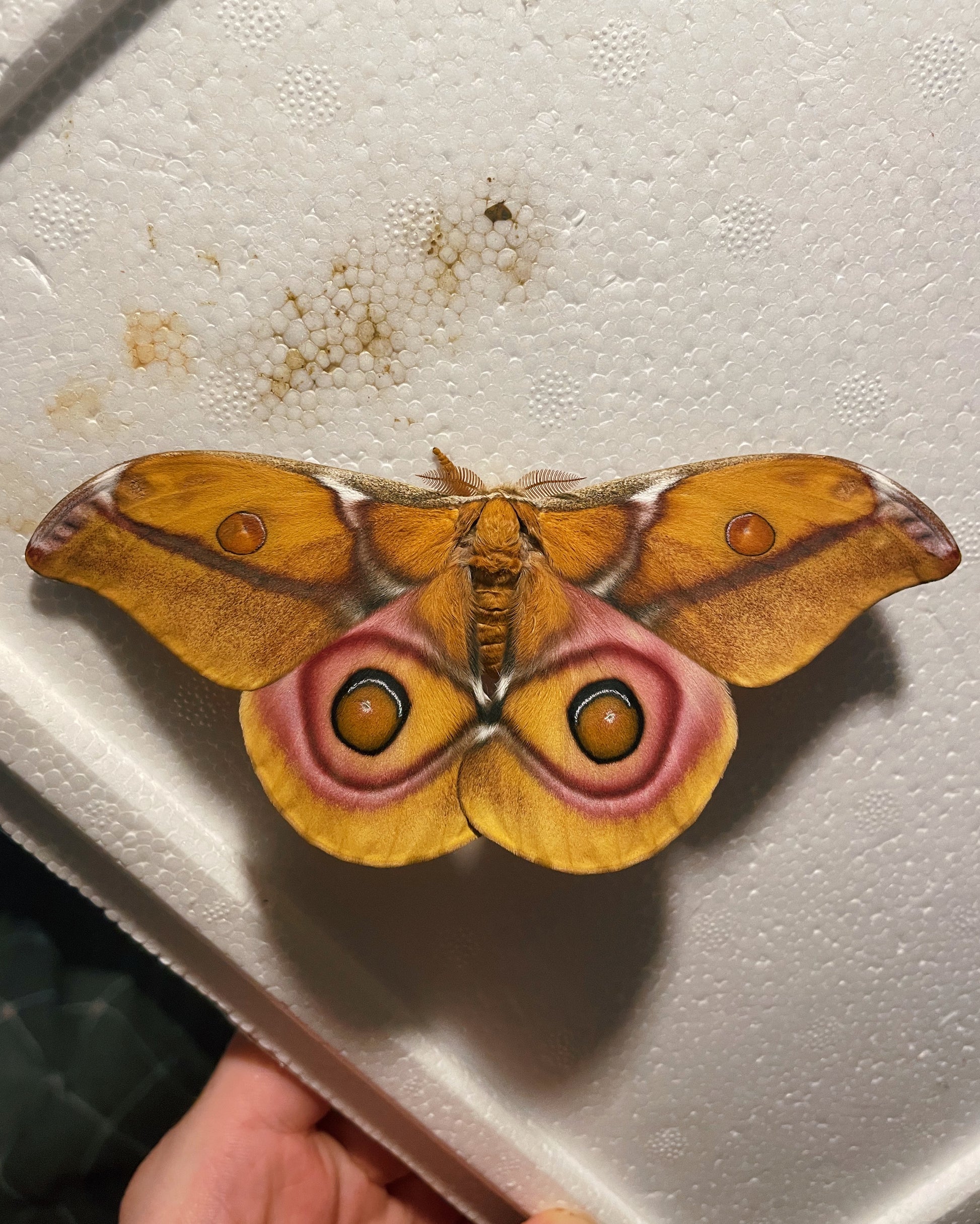 Madagascan Bullseye Moth