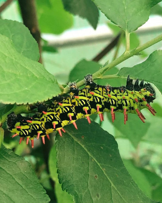Live butterflies and moths for sale online UK. Buy eggs, caterpillars, pupae, and cocoons. Watch the lifecycle unfold with insects to rear at home!