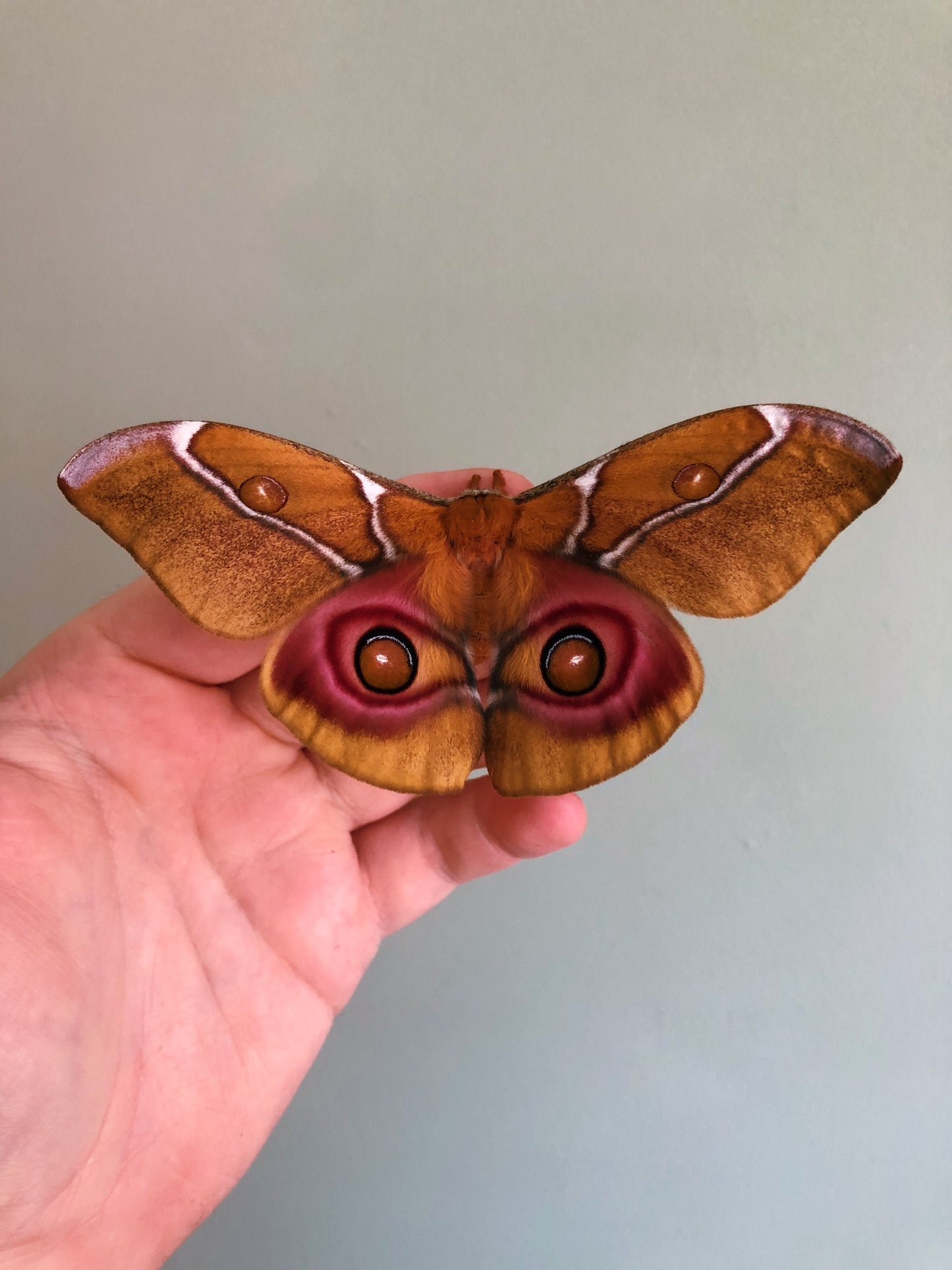 Live butterflies and moths for sale online UK. Order eggs, caterpillars, pupae, and cocoons. Watch the lifecycle unfold with insects to rear at home!