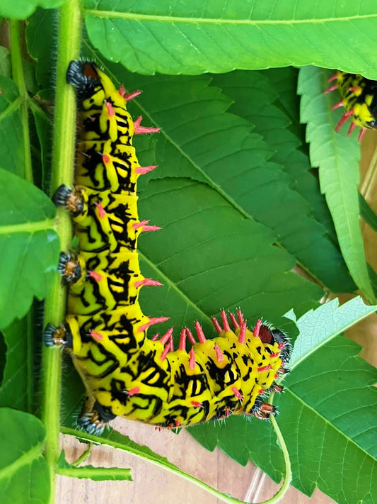 Live butterflies and moths for sale online UK. Order eggs, caterpillars, pupae, and cocoons. Watch the lifecycle unfold with insects to rear at home!