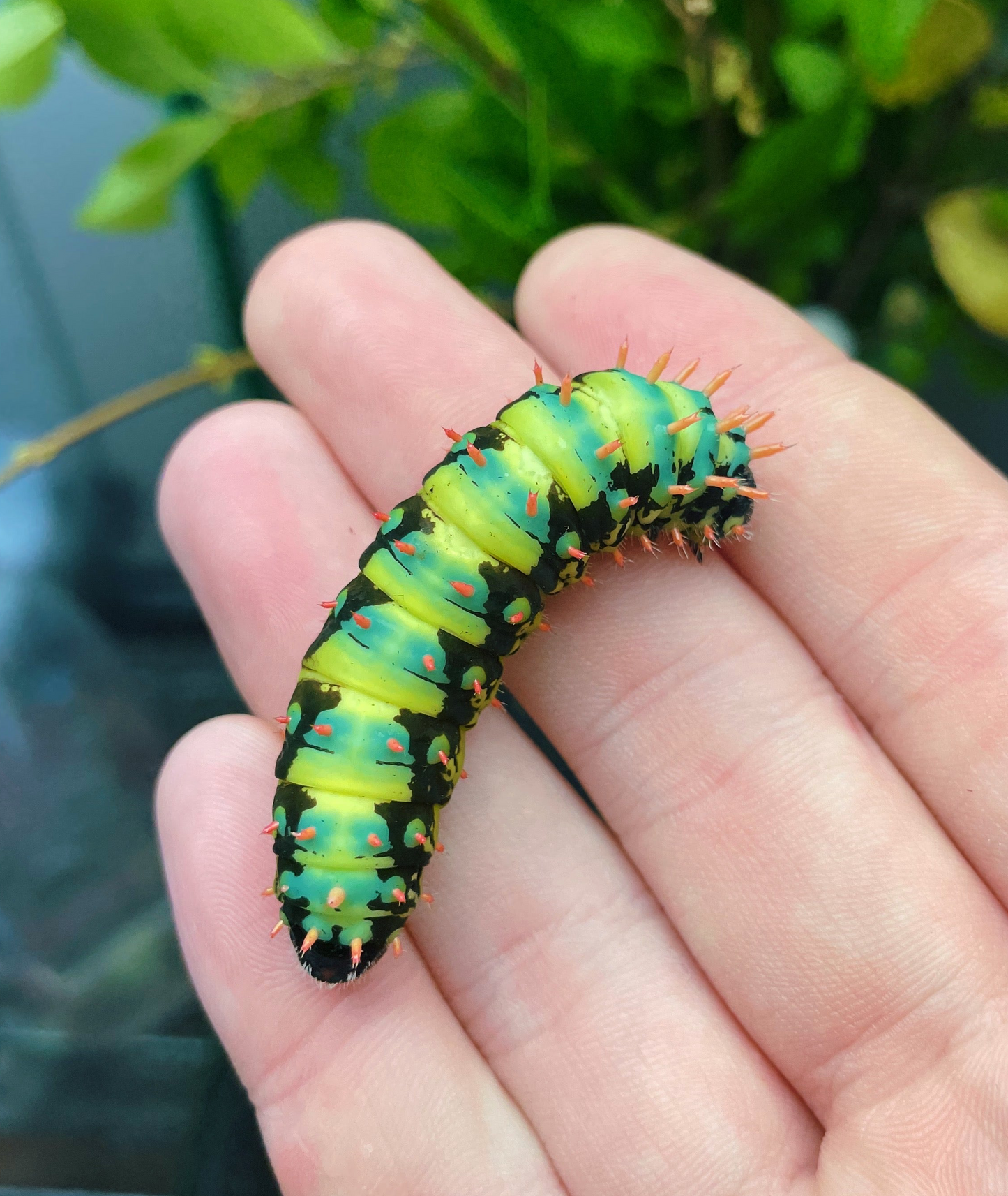Madagascan Bullseye moth caterpillar