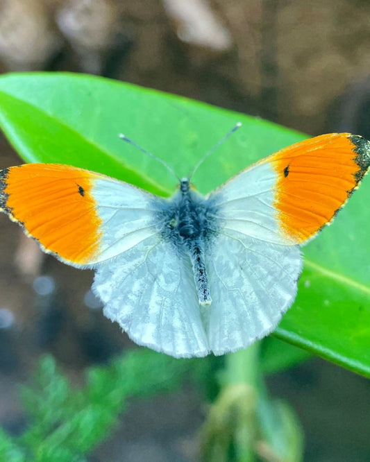 Live butterflies and moths for sale online UK. Buy eggs, caterpillars, pupae, and cocoons. Watch the lifecycle unfold with insects to rear at home!