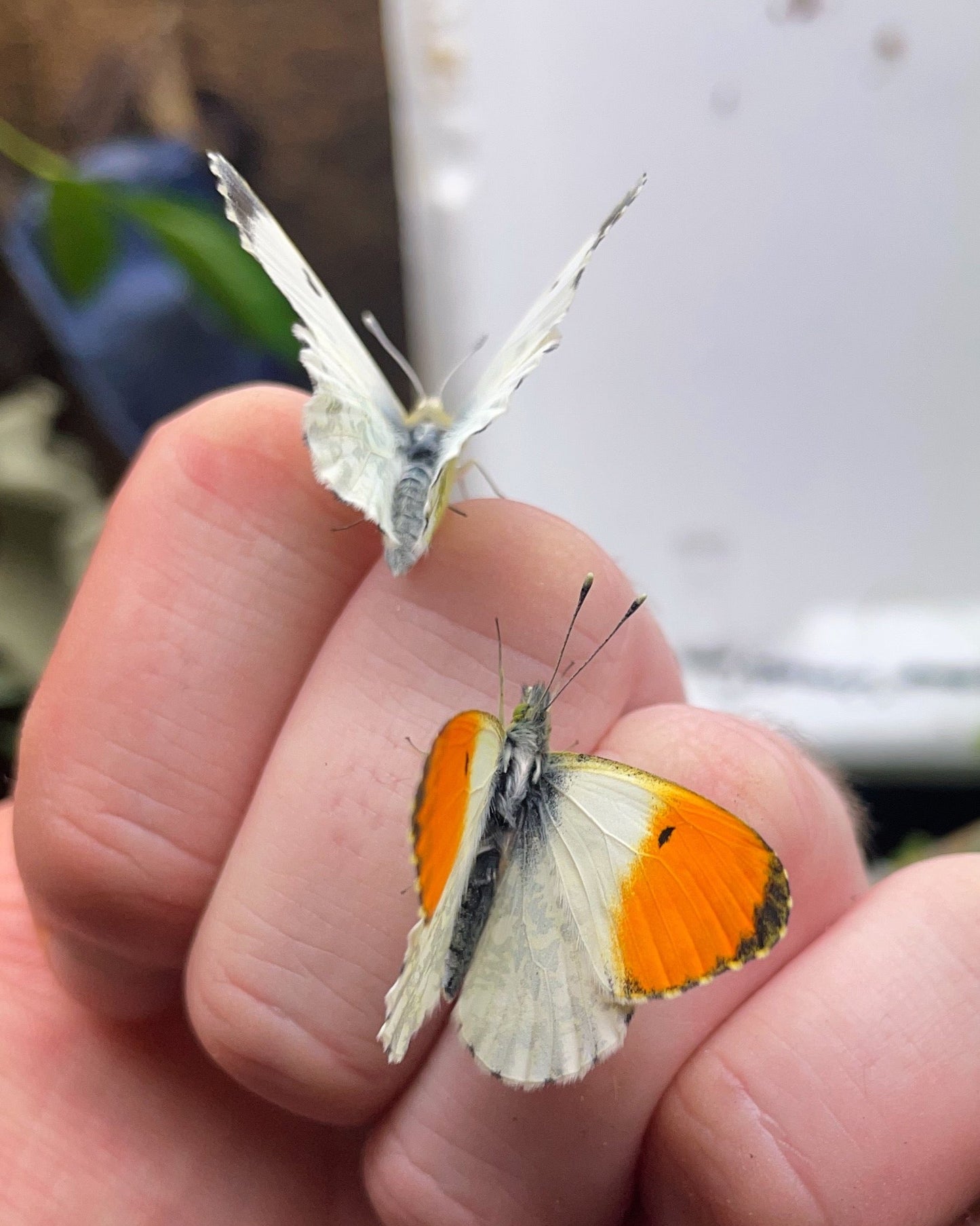 Live butterflies and moths for sale online UK. Buy eggs, caterpillars, pupae, and cocoons. Watch the lifecycle unfold with insects to rear at home!