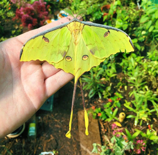 African Moon Moth