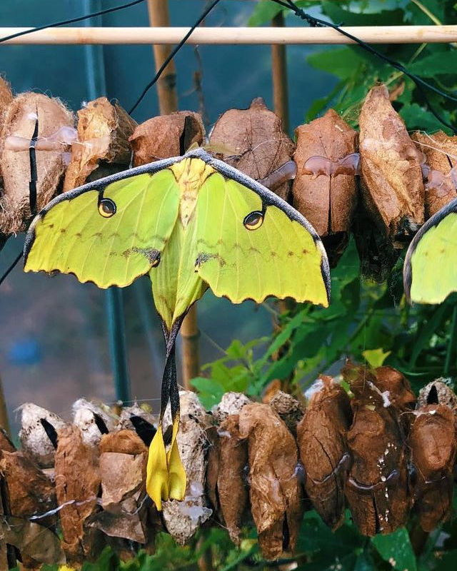 African Comet Moth EGGS (Argema mimosae)
