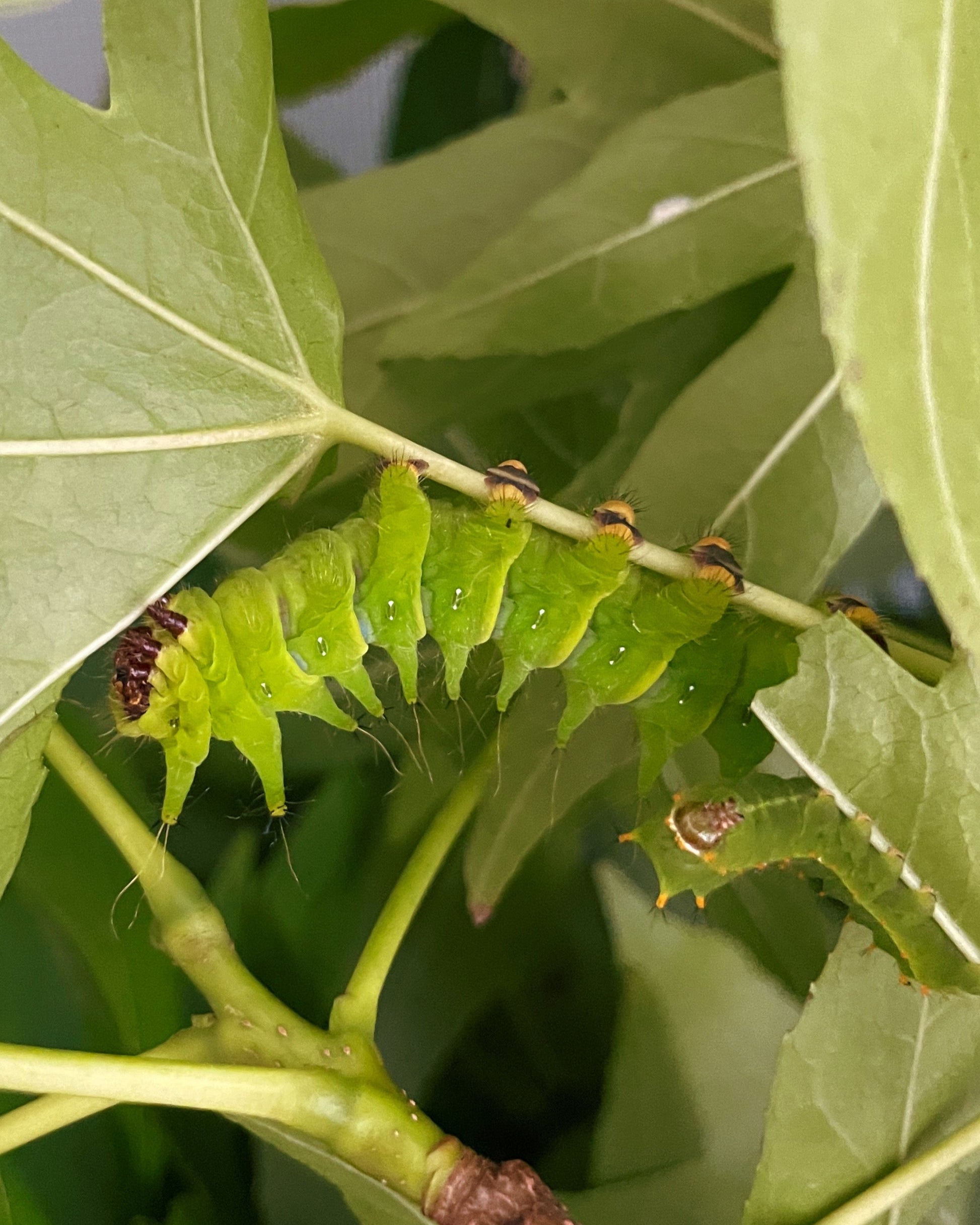 Live butterflies and moths for sale online UK. Order eggs, caterpillars, pupae, and cocoons. Watch the lifecycle unfold with insects to rear at home!