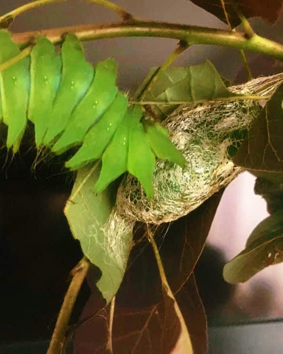 Live butterflies and moths for sale online UK. Order eggs, caterpillars, pupae, and cocoons. Watch the lifecycle unfold with insects to rear at home!