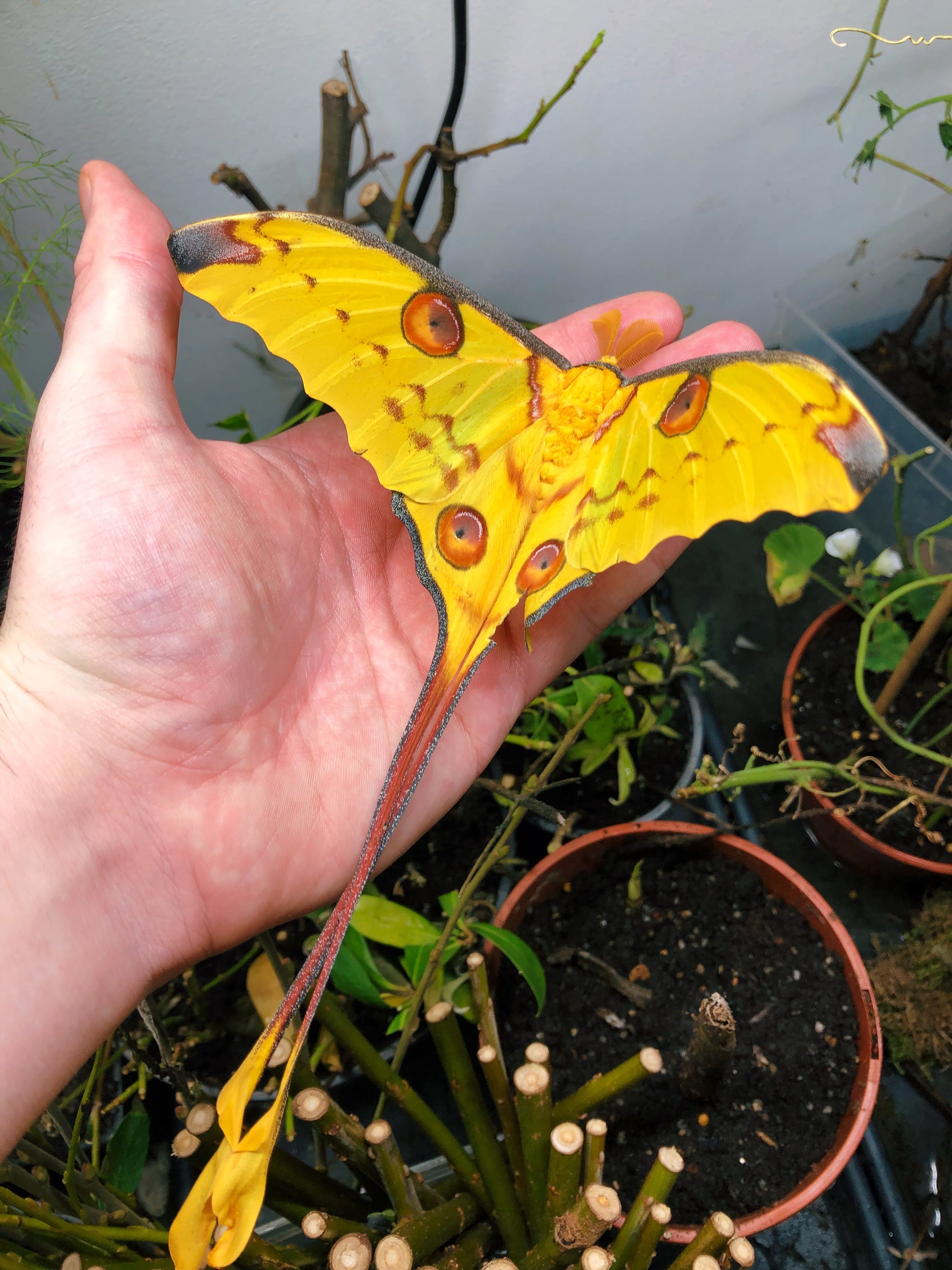 Live butterflies and moths for sale online UK. Order eggs, caterpillars, pupae, and cocoons. Watch the lifecycle unfold with insects to rear at home!