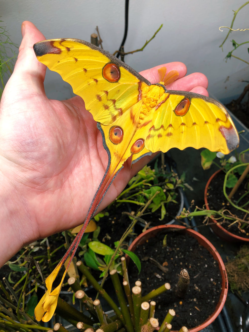Argema mittrei Cocoons for Sale | Madagascan Comet Moth UK – Bugs ...