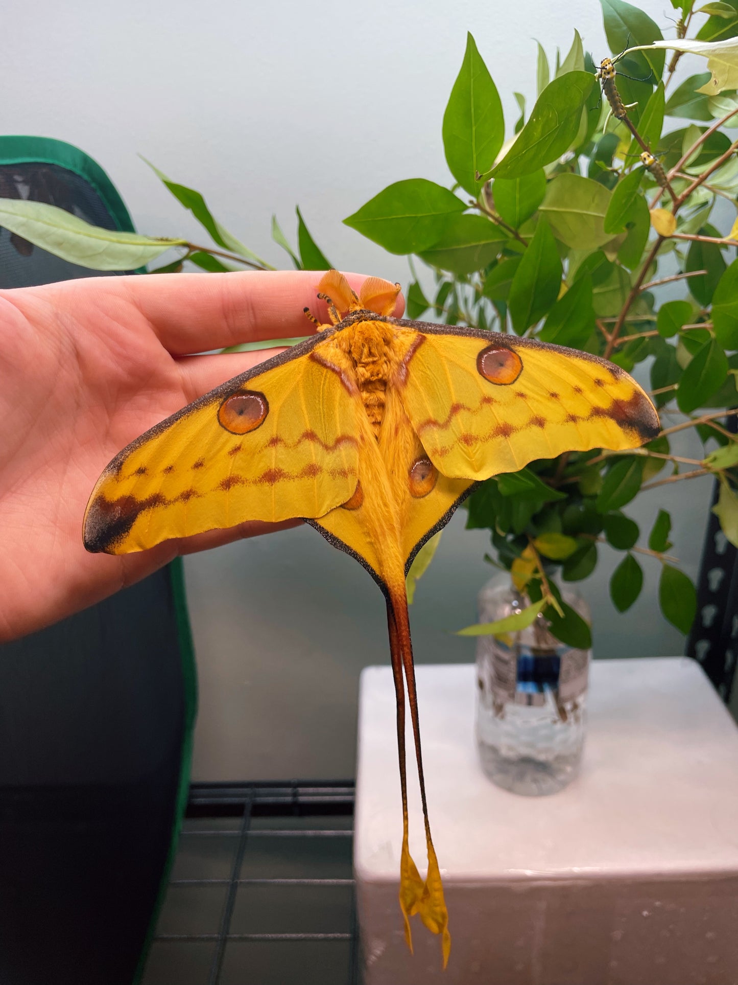 Madagascan Comet Moth