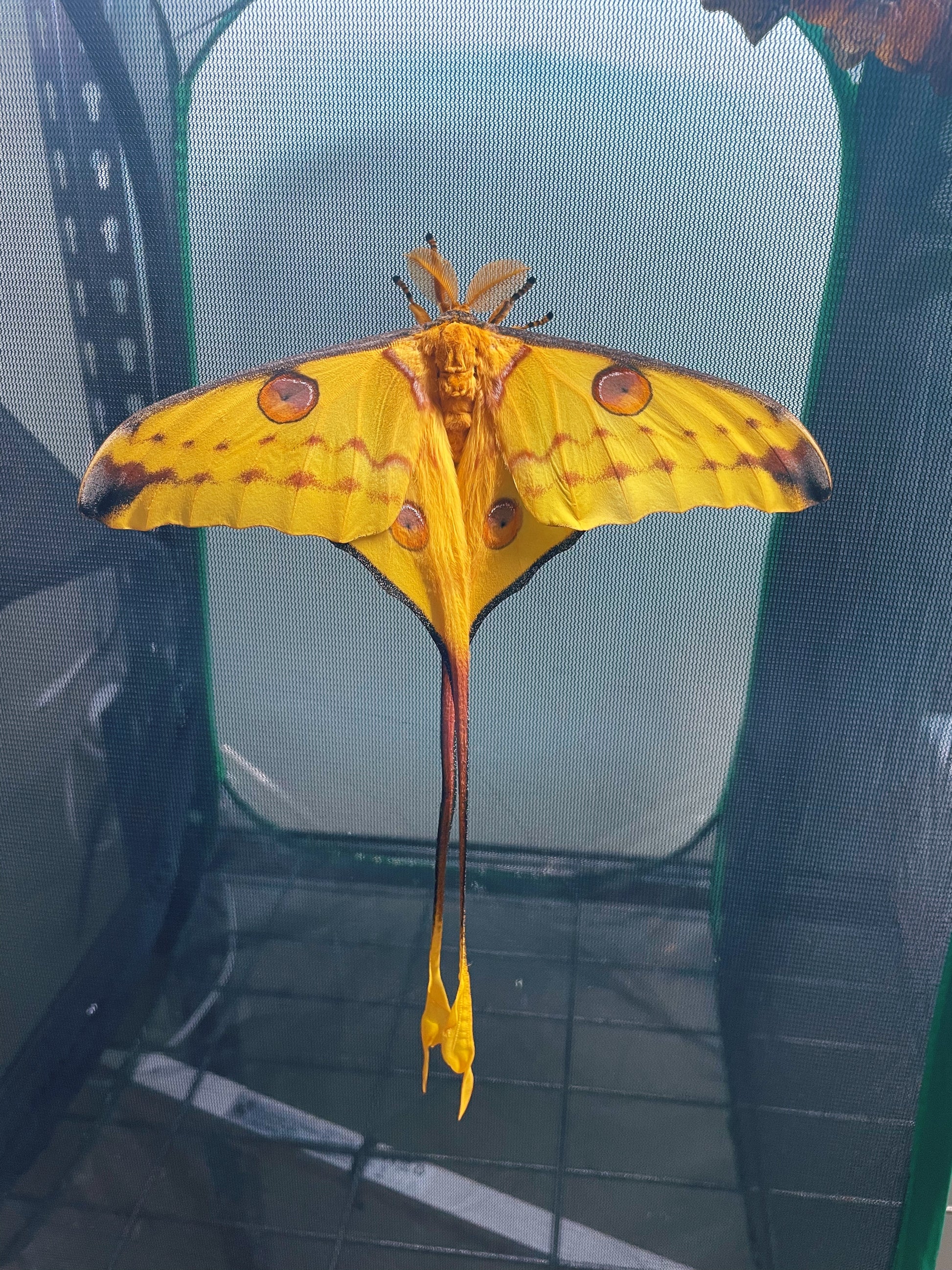 Madagascan Comet Moth