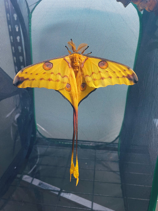 Madagascan Comet Moth