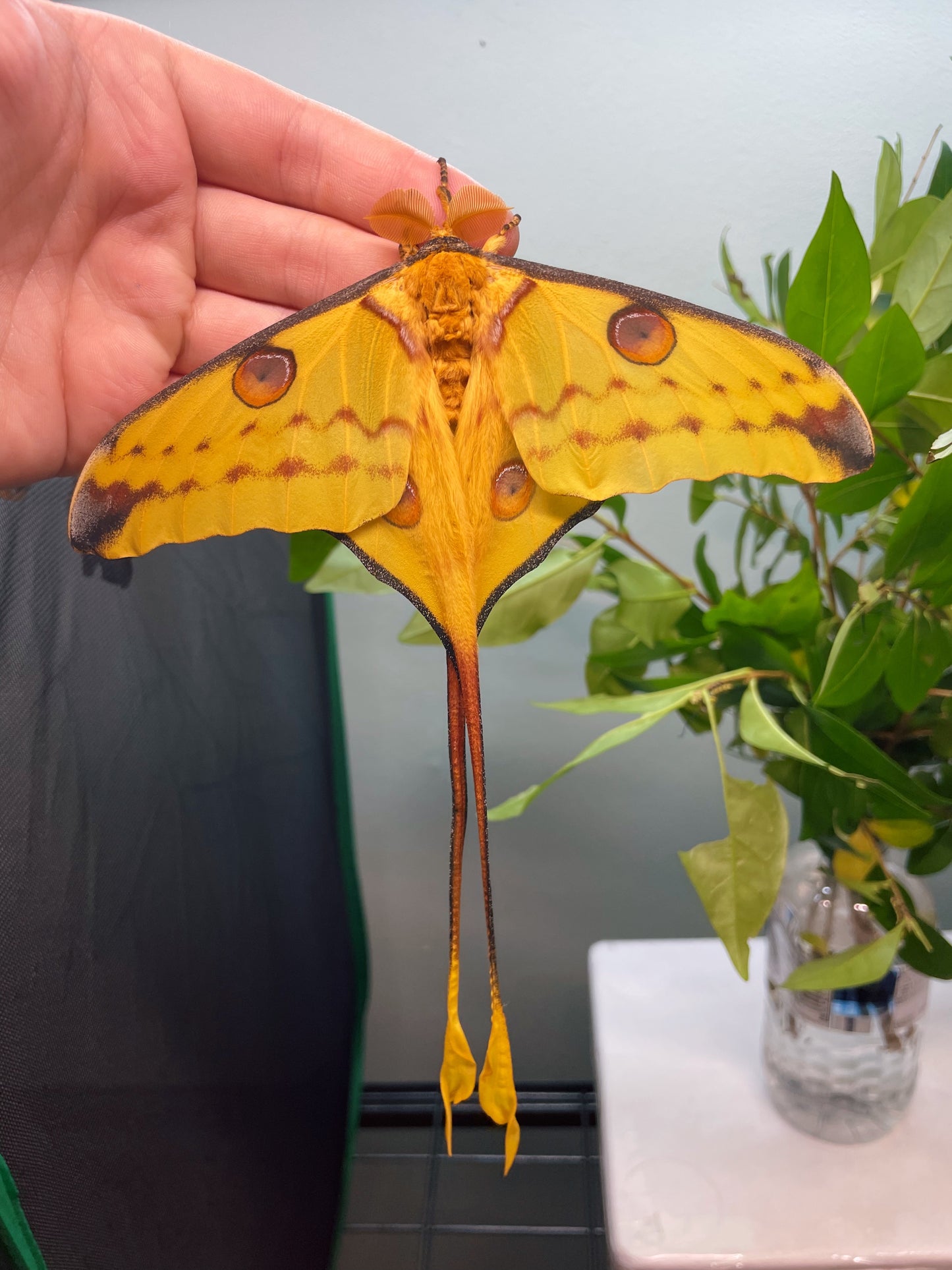 Madagascan Comet Moth