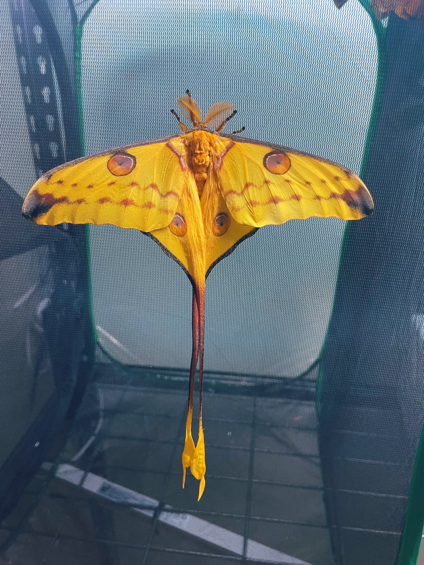 Madagascan Comet Moth