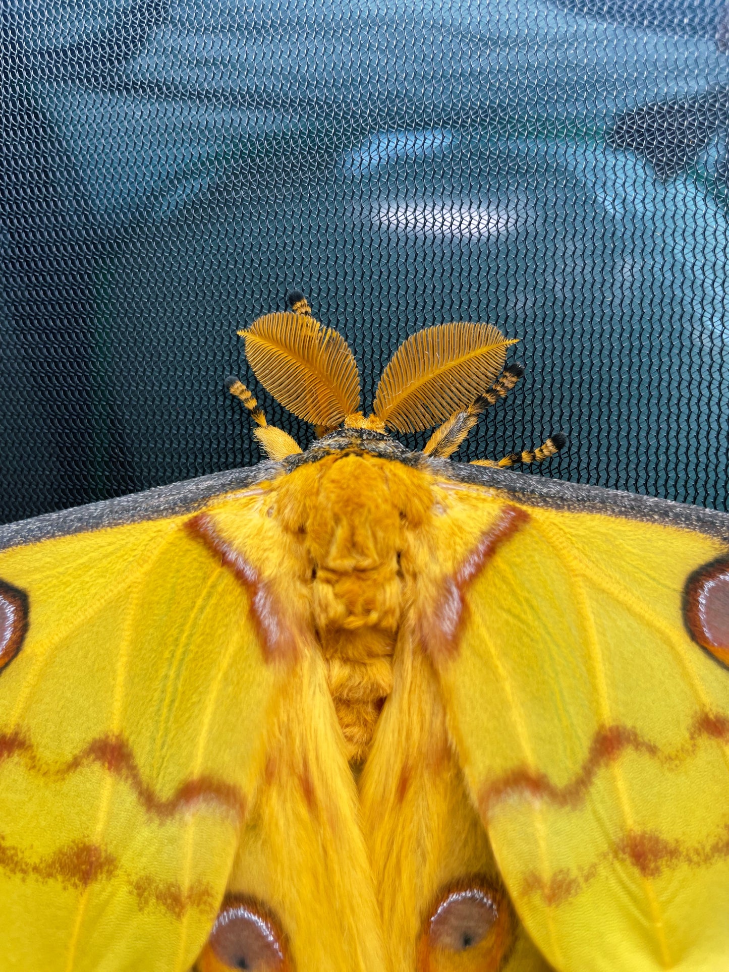 Madagascan Comet Moth antennae (male)