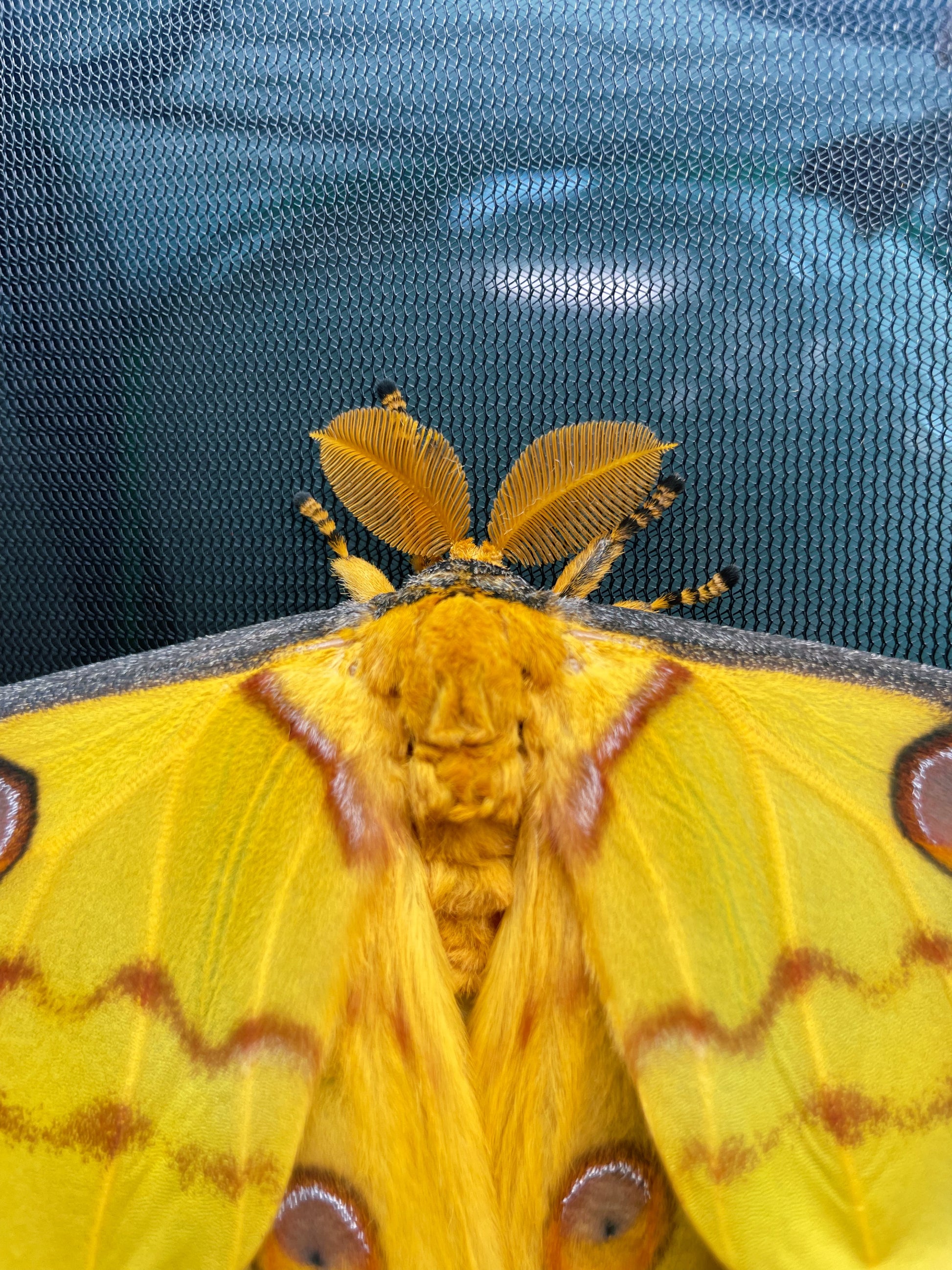 Madagascan Comet Moth antennae (male)
