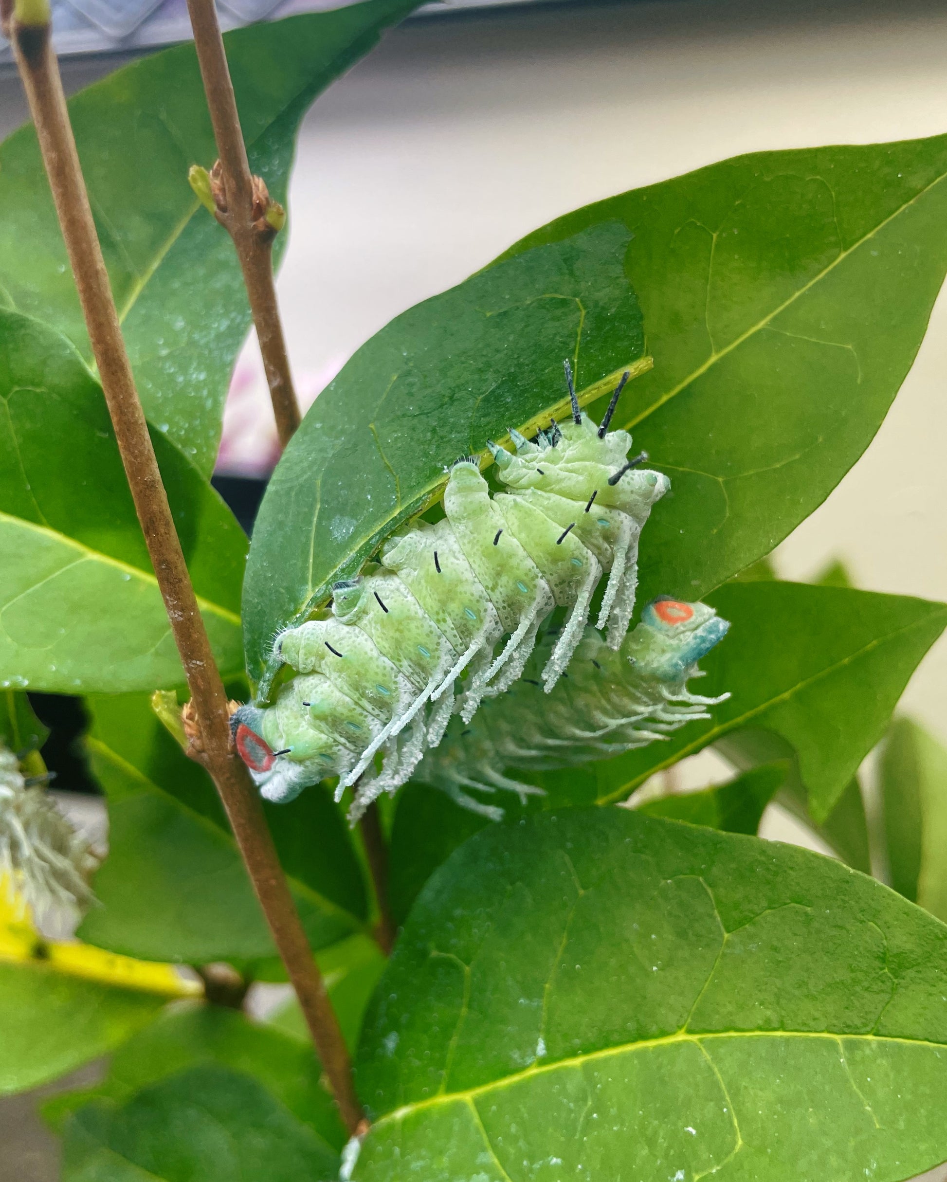 Live butterflies and moths for sale online UK. Order eggs, caterpillars, pupae, and cocoons. Watch the lifecycle unfold with insects to rear at home!