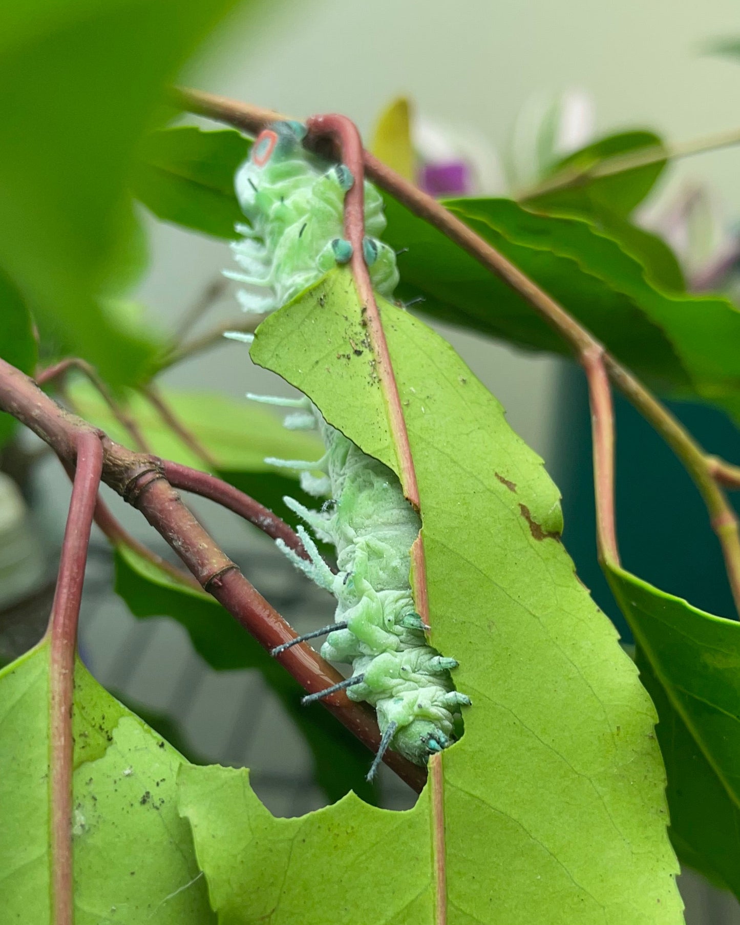 Live butterflies and moths for sale online UK. Order eggs, caterpillars, pupae, and cocoons. Watch the lifecycle unfold with insects to rear at home!