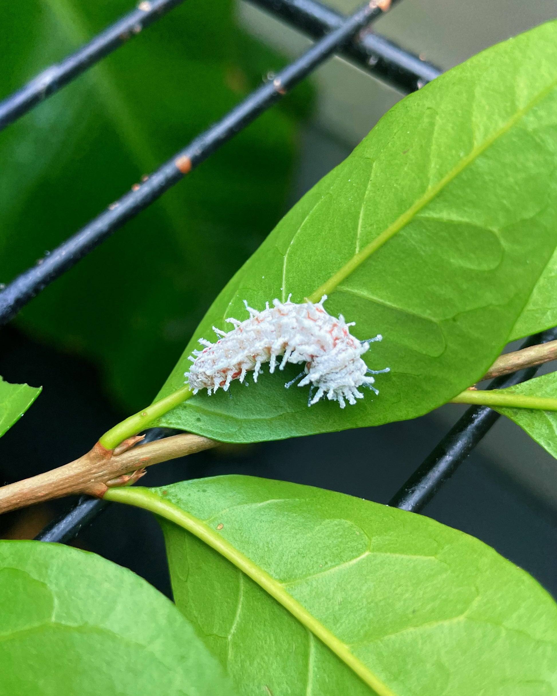 Live butterflies and moths for sale online UK. Order eggs, caterpillars, pupae, and cocoons. Watch the lifecycle unfold with insects to rear at home!