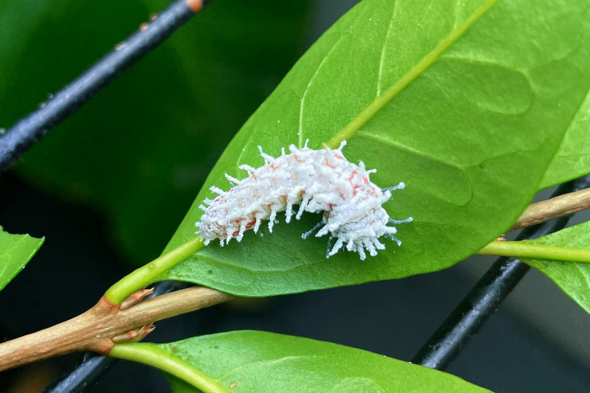 Giant Atlas Moth (Attacus atlas) Care Guide – Eggs, Caterpillars, Pupa ...