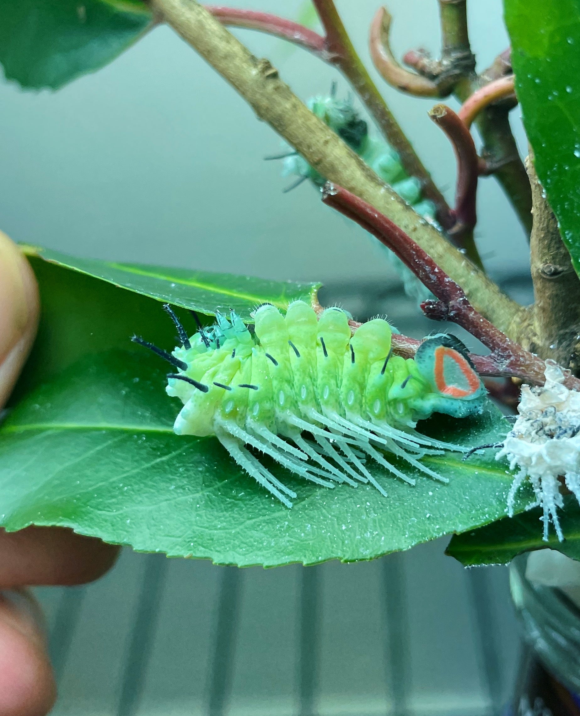 Live butterflies and moths for sale online UK. Order eggs, caterpillars, pupae, and cocoons. Watch the lifecycle unfold with insects to rear at home!