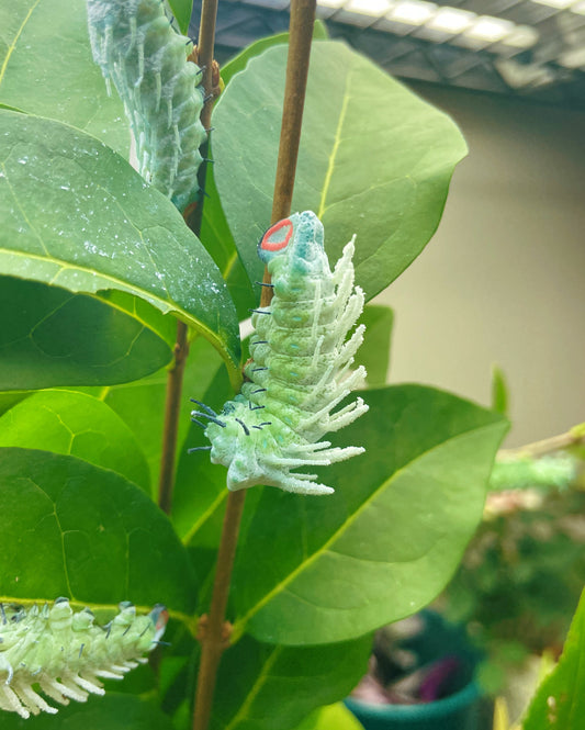 Live butterflies and moths for sale online UK. Order eggs, caterpillars, pupae, and cocoons. Watch the lifecycle unfold with insects to rear at home!