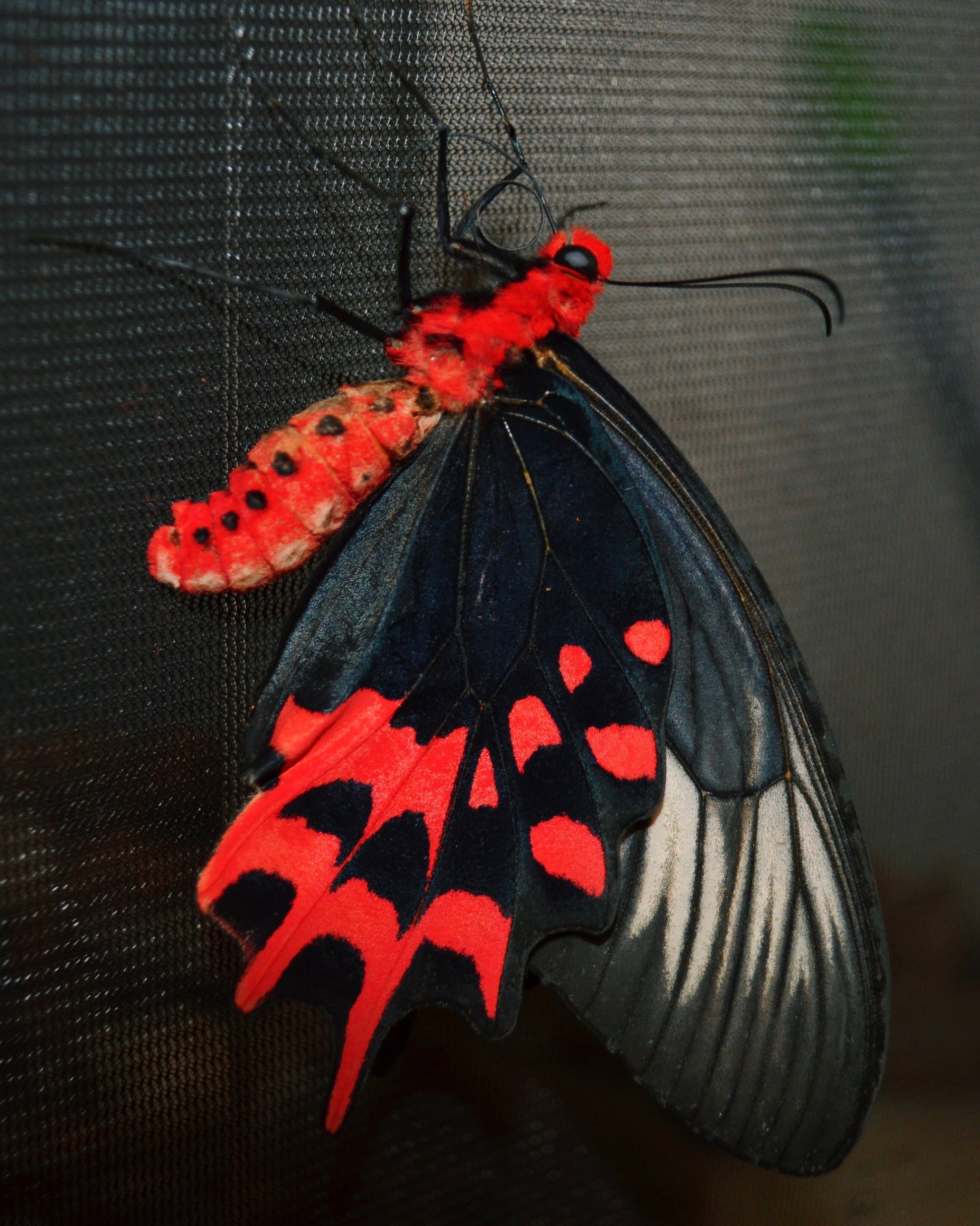 Live butterflies and moths for sale online UK. Order eggs, caterpillars, pupae, and cocoons. Watch the lifecycle unfold with insects to rear at home!