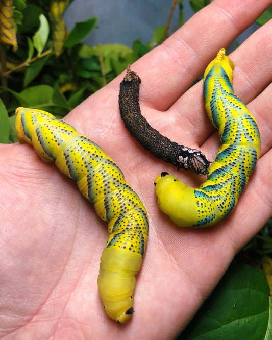 Live butterflies and moths for sale online UK. Order eggs, caterpillars, pupae, and cocoons. Watch the lifecycle unfold with insects to rear at home!