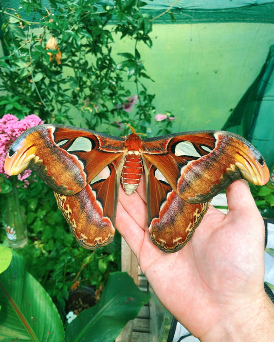 Giant atlas moth eggs and cocoons for sale online UK