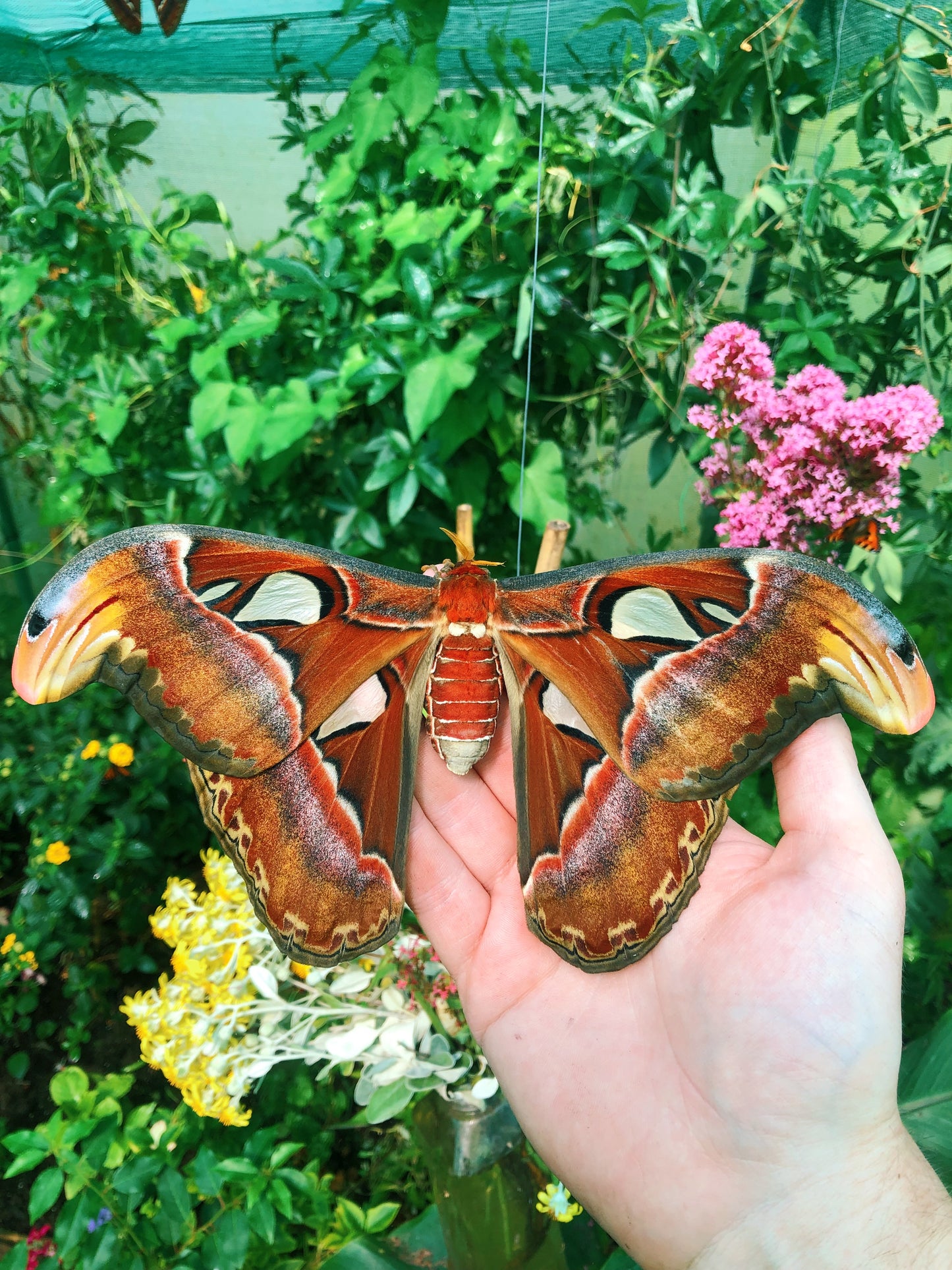 Live butterflies and moths for sale online UK. Order eggs, caterpillars, pupae, and cocoons. Watch the lifecycle unfold with insects to rear at home!