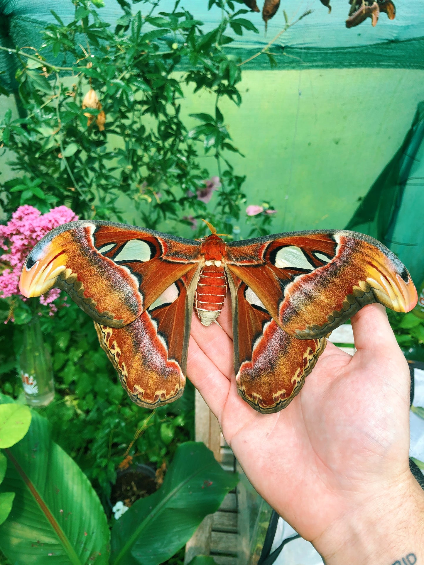 Live butterflies and moths for sale online UK. Order eggs, caterpillars, pupae, and cocoons. Watch the lifecycle unfold with insects to rear at home!