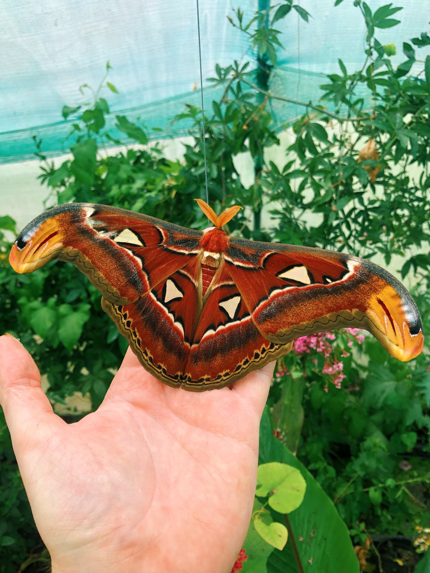 Live butterflies and moths for sale online UK. Order eggs, caterpillars, pupae, and cocoons. Watch the lifecycle unfold with insects to rear at home!